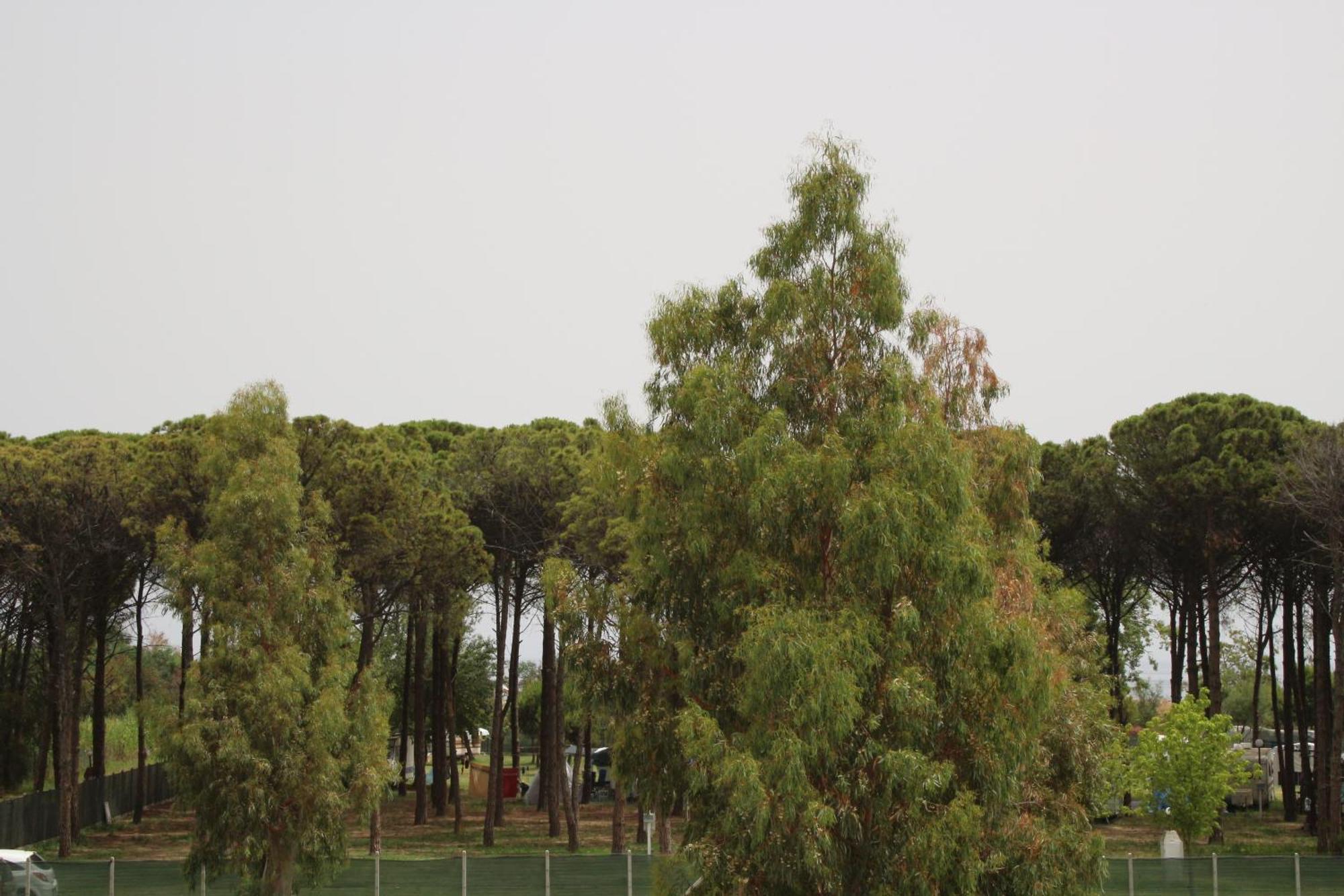 Levante Marina di Schiavonea Exterior foto